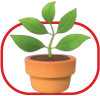 Green leafy plant in a terracotta pot with red background.